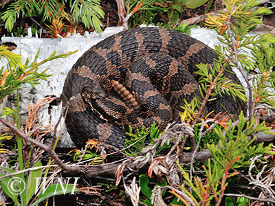 Eastern Massasauga (Sistrurus catenatus)